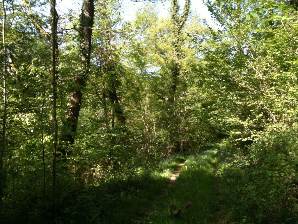 Cefn Ymarfer Coed Naturial festival in Coed Nant Gain